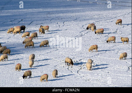 Schafbeweidung in schneebedecktes Feld Stockfoto