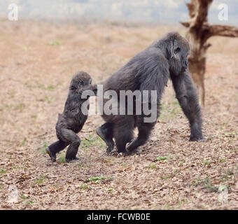 Gorilla-Weibchen mit ihrem Baby zu Fuß Stockfoto