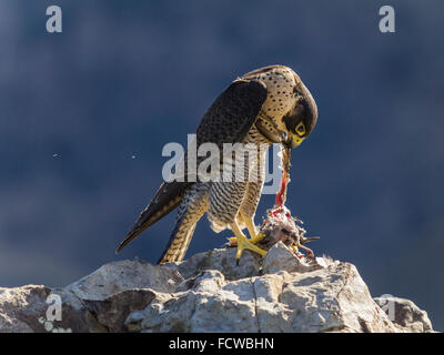 Ein Wanderfalke Essen ein Starling auf einem Felsen. Es erscheint als zerbricht die Starling nach zupfen. Stockfoto