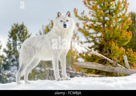 Grauer Wolf (Canis Lupus) stehen im Schnee, Blick in die Kamera, Gefangenschaft, Yellowstone. Stockfoto
