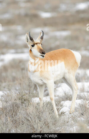 Pronghorn Antilope (Antilocapra Americana), stehend in Salbei Bush und Schnee, Yellowstone-Nationalpark, Wyoming, USA Stockfoto