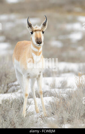 Pronghorn Antilope (Antilocapra Americana), Blick in die Kamera, Yellowstone-Nationalpark, Wyoming, USA Stockfoto