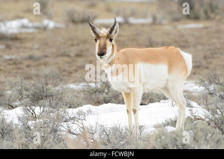 Pronghorn Antilope (Antilocapra Americana), Blick in die Kamera, Yellowstone-Nationalpark, Wyoming, USA Stockfoto