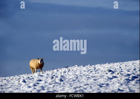 Schafbeweidung in schneebedecktes Feld Stockfoto