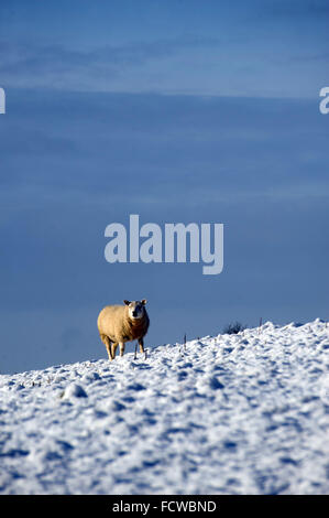 Schafbeweidung in schneebedecktes Feld Stockfoto