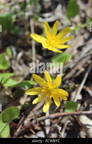 Blüten in kleinen Schöllkraut im zeitigen Frühjahr Stockfoto