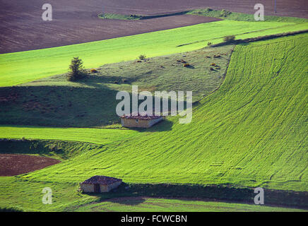 Anbau Feld. Calatañazor, Soria Provinz Kastilien-Leon, Spanien. Stockfoto