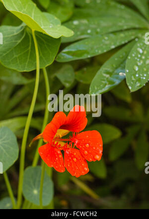 Leuchtende Kapuzinerkresse Blume nach Regen Stockfoto
