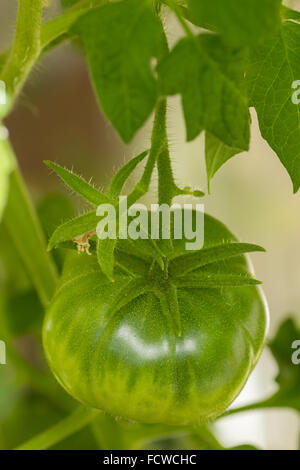 Nahaufnahme von 1 grüne Tomate wächst auf einem Ast, Ansicht von oben Stockfoto