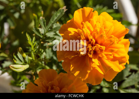 Ringelblumen (Tagetes), eine beliebte Gartenpflanze mit hellen, leuchtenden Farben Stockfoto