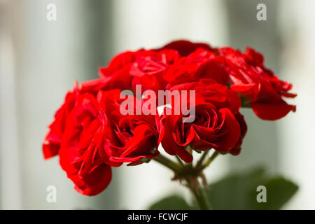 Nahaufnahme von roten Pelargonien Hortorum (Geranium), eine beliebte Zimmerpflanze Stockfoto