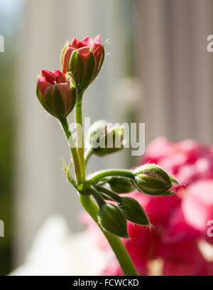 Nahaufnahme der Knospen rosa Pelargonien Hortorum (Geranium), eine beliebte Zimmerpflanze Stockfoto