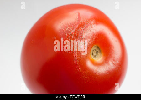 Nahaufnahme von Schimmel auf einer Tomate Stockfoto