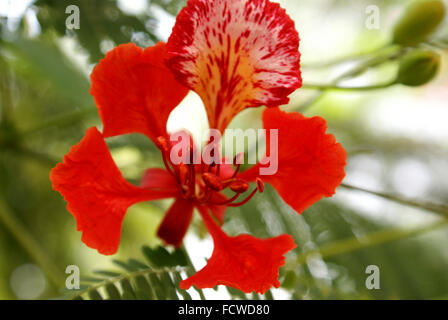 Delonix Regia, Gulmohar, Royal Poinciana, ornamentale Laubbaum mit Farn wie Blätter und rot gefleckte Blüten, Allee-Baum Stockfoto