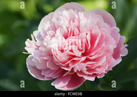 Pfingstrose geätzt Lachs.  Doppelte rosa Pfingstrose Blume. Stockfoto