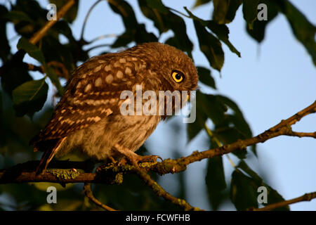 Kleine Eule / Minervas Eule / Steinkauz (Athene Noctua) thront auf einem Baum, auf etwas konzentriert, warmen Morgen Sonne Nahaufnahme, wild Stockfoto