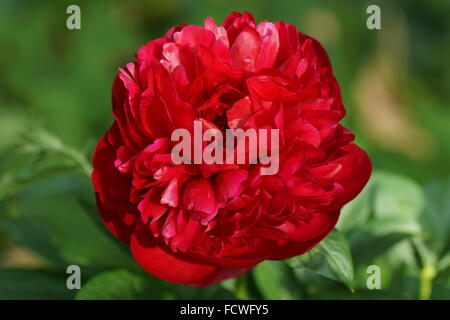 Doppelte rote Paeonia Lactiflora Henry Bockstoce Stockfoto