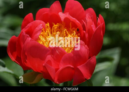 Paeonia Lactiflora Coral Magie Stockfoto