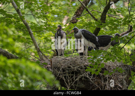 Schwarzstorch ( Ciconia nigra ) Jungvögel, ältere Küken im Nest, die hoch oben in einem alten Baum nisten und auf Nahrung warten, Tiere, Europa. Stockfoto