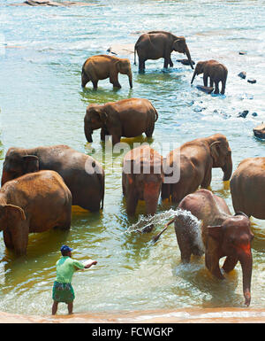 Elefanten von Pinnawela Elefantenwaisenhaus in Pinnawela, Sri Lanka. Stockfoto