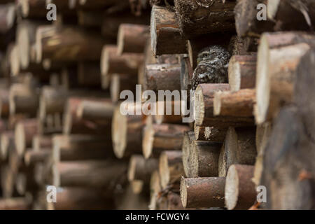 Kleine Eule / Minervas Eule / Steinkauz (Athene Noctua) versteckt, versteckt in einem Protokoll zu stapeln. Stockfoto