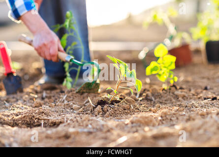 Ältere Frau in ihrem Garten Stockfoto