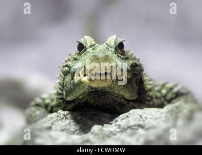 Tiere: close-up Portrait von Zwerg Krokodil (Osteolaemus Tetraspis) Stockfoto