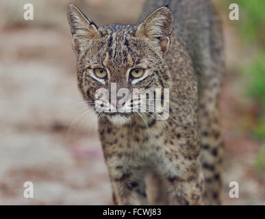 Florida Bobcat, Nahaufnahme Stockfoto