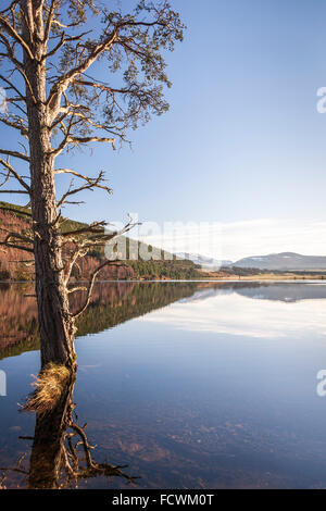 Loch Pityoulish im Cairngorms National Park von Schottland. Stockfoto