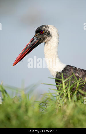 Woolly-necked Storch (Ciconia Episcopus) Stockfoto