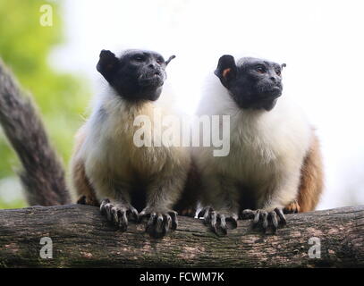 Affen südamerikanischen Pied Tamarin (Saguinus bicolor) posieren zusammen auf einem Ast Stockfoto