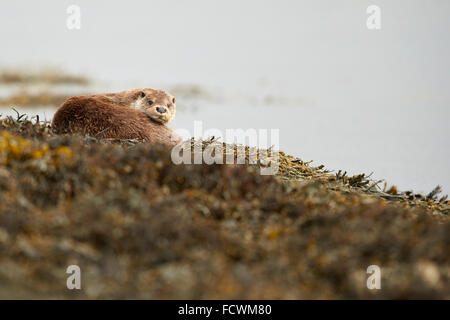 Der Europäische Fischotter ruhen auf einem Bett aus Algen (Lutra Lutra) Schottland, Vereinigtes Königreich Stockfoto