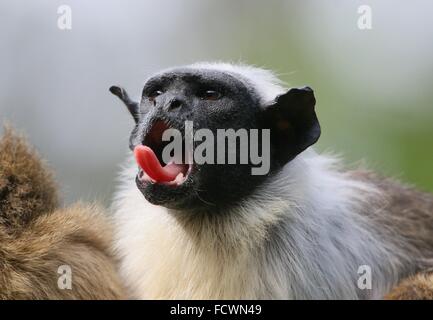 Brasilianische Pied Tamarin Affen (Saguinus bicolor) essen ein Stück Obst Stockfoto