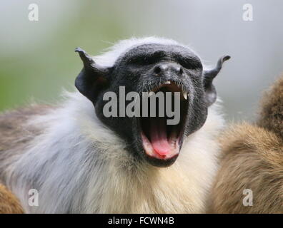 Brasilianische Pied Tamarin (Saguinus bicolor) Affen Gähnen Stockfoto