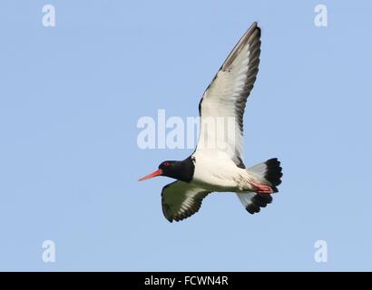 Nahaufnahme von einer eurasischen Pied Austernfischer (Haematopus Ostralegus) auf der Flucht vor einem blauen Himmel Stockfoto