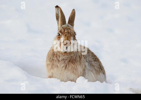 Berg Hase auf einem verschneiten Berg (Lepus Timidus) Cairngorm National Park, Schottland, Vereinigtes Königreich Stockfoto
