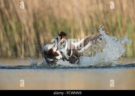 Great Crested Haubentaucher / Haubentaucher (Podiceps Cristatus) im harten Kampf, territoriale Verhalten während der Brutzeit. Stockfoto