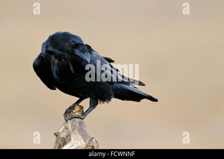 Kolkrabe / Kolkrabe (Corvus Corax), Nahaufnahme, blickt vor sauberer Hintergrund, Tierwelt, Europa. Stockfoto