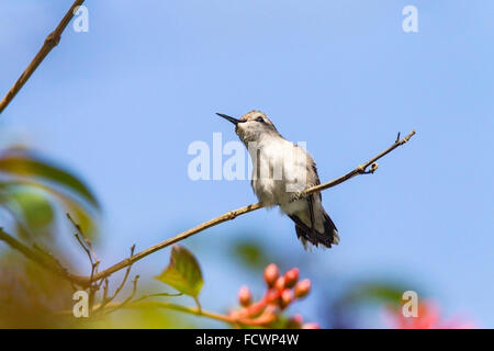 Bienen-Kolibri (Mellisuga helenae), männlicher Wildhüter, der auf einem Ast in Zapata, Schweinebucht, Kuba, Karibik sitzt Stockfoto