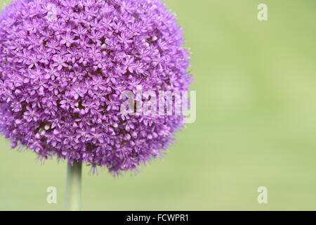 Giant Allium Blume Stockfoto