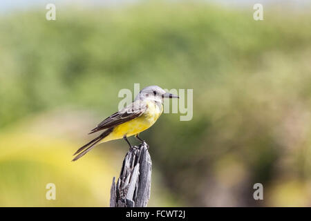 tropischen Kingbird (Tyrannus Melancholicus) Fliegenfänger Erwachsenen thront auf Telegraph Draht, Mexiko Stockfoto