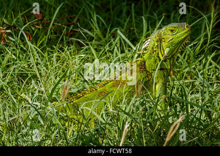 Grüner Leguan bewegt durch den Rasen Philipsburg Saint Martin West Indies Stockfoto