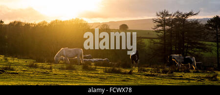 Llanllwni, Carmarthanshire, UK 25. Januar 2016 Pferde grasen, wenn die Sonne untergeht, in eine kurze Atempause vor dem Regen die anhaltende durch den Tag war mehr Regen dürfte über Nacht und für die kommenden Tage Credit: Steffan Morgan/Alamy Live News Stockfoto