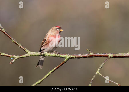 Geringerem Redpoll, Acanthis Kabarett, einziger Vogel auf Zweig, Warwickshire, Januar 2016 Stockfoto