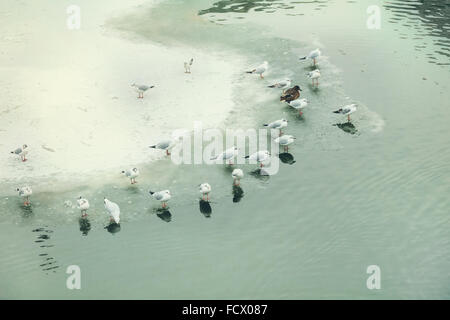 Möwen und Enten am zugefrorenen See Stockfoto