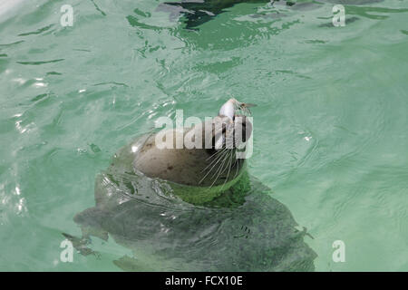 Eine Dichtung im Ecomare Pool auf Texel Stockfoto