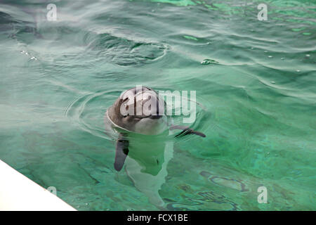 Eine Dichtung im Ecomare Pool auf Texel Stockfoto