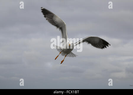 Möve mit offenen Flügeln fliegen in einem dumpfen Himmel Stockfoto