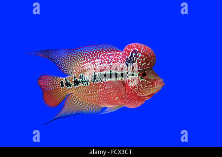 Flowerhorn Cichlid oder Cichlasoma Fische im aquarium Stockfoto