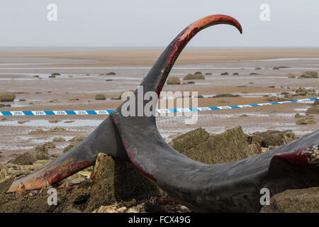 Ende ein toter Pottwal (Physeter Macrocephalus) gestrandet bei Hunstanton, Norfolk, England Stockfoto